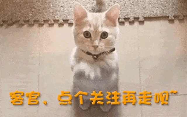 儿子的态度陈晓悬着的心终于放下了AG真人离婚半年后看到陈妍希对(图9)